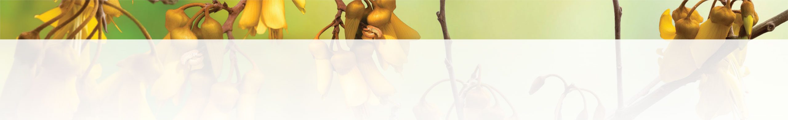 kowhai-banner-3 kowhai-banner-3