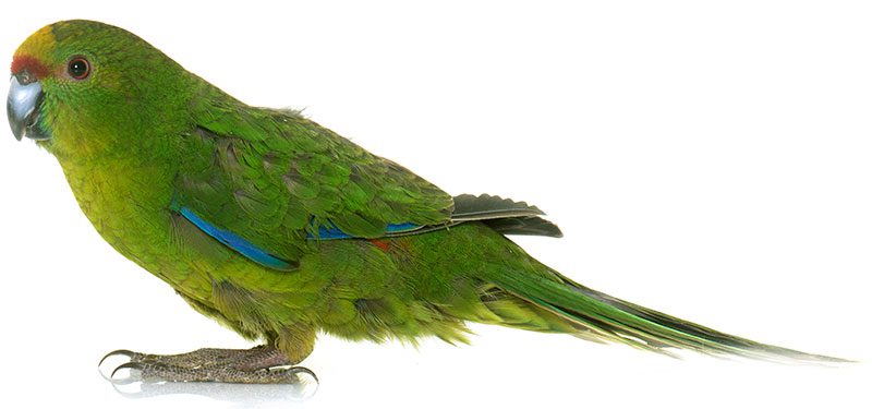 red-fronted-kakariki-parakeet red-fronted-kakariki-parakeet