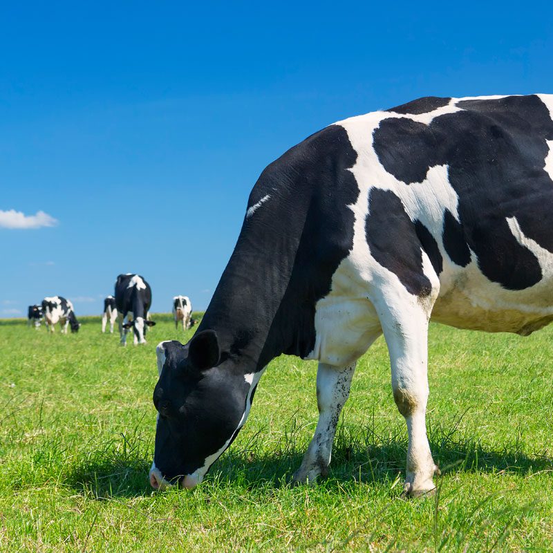 cow-grazing-green-meadow cow-grazing-green-meadow