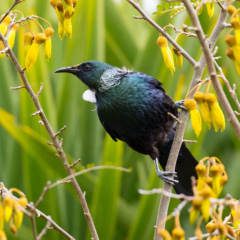 A Tui bird (Prosthemadera novaeseelandiae) feeding on Kowhai nectar in Taupo, New Zealand.