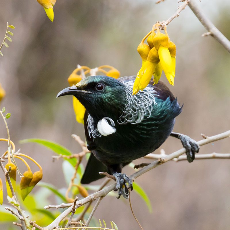 tui tui
