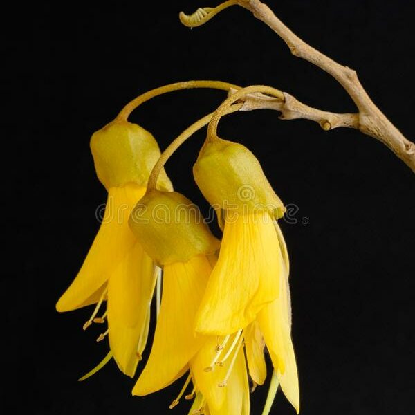 kowhai